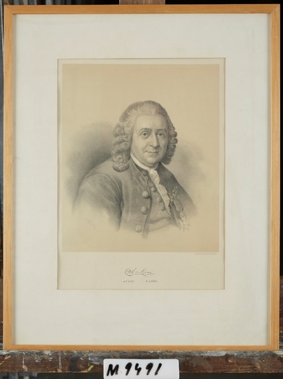 Litografi på papper.
Porträtt av Carl von Linné (1707-1778).