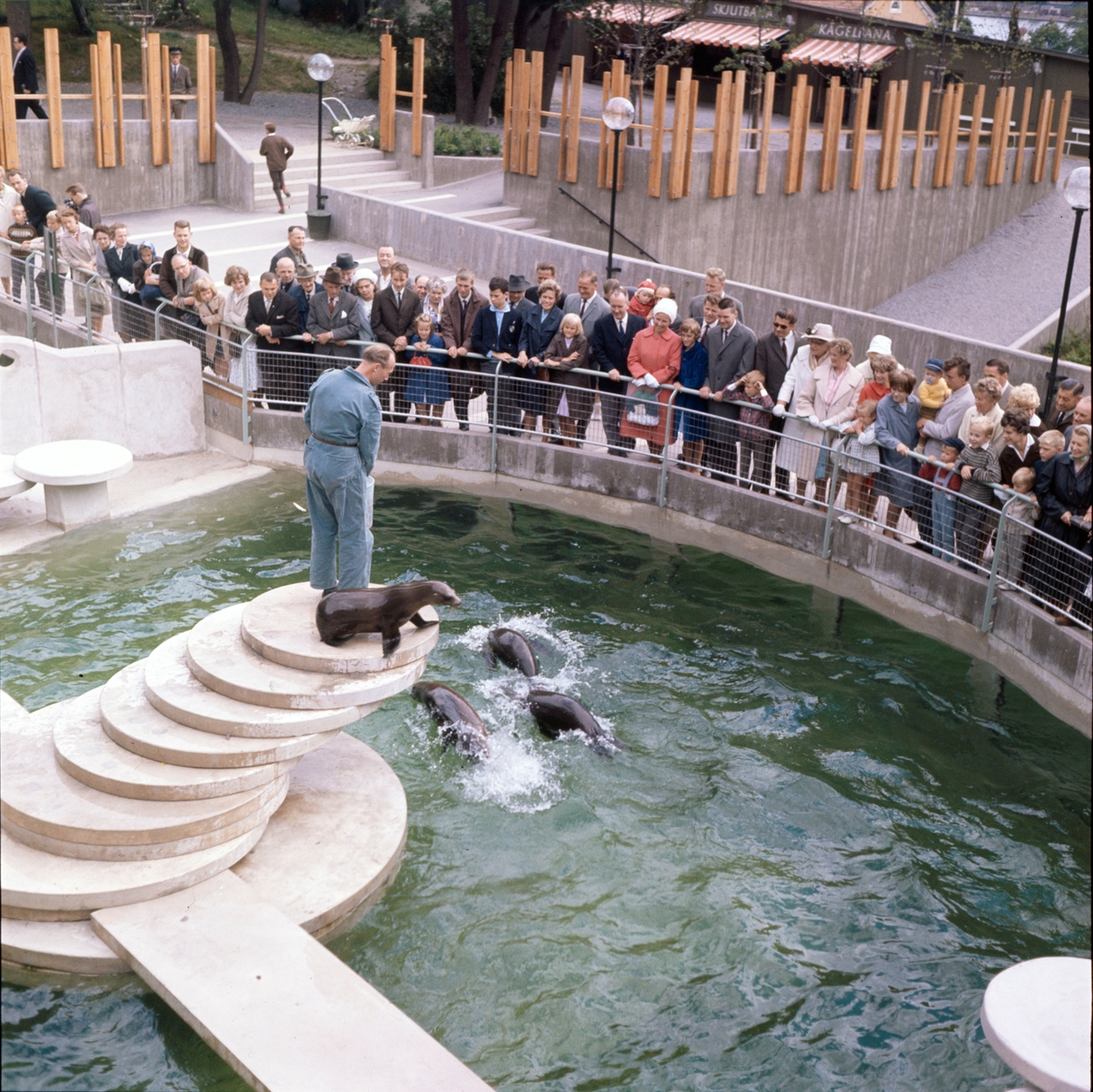 De Californiska sjölejonen matas inför publik.