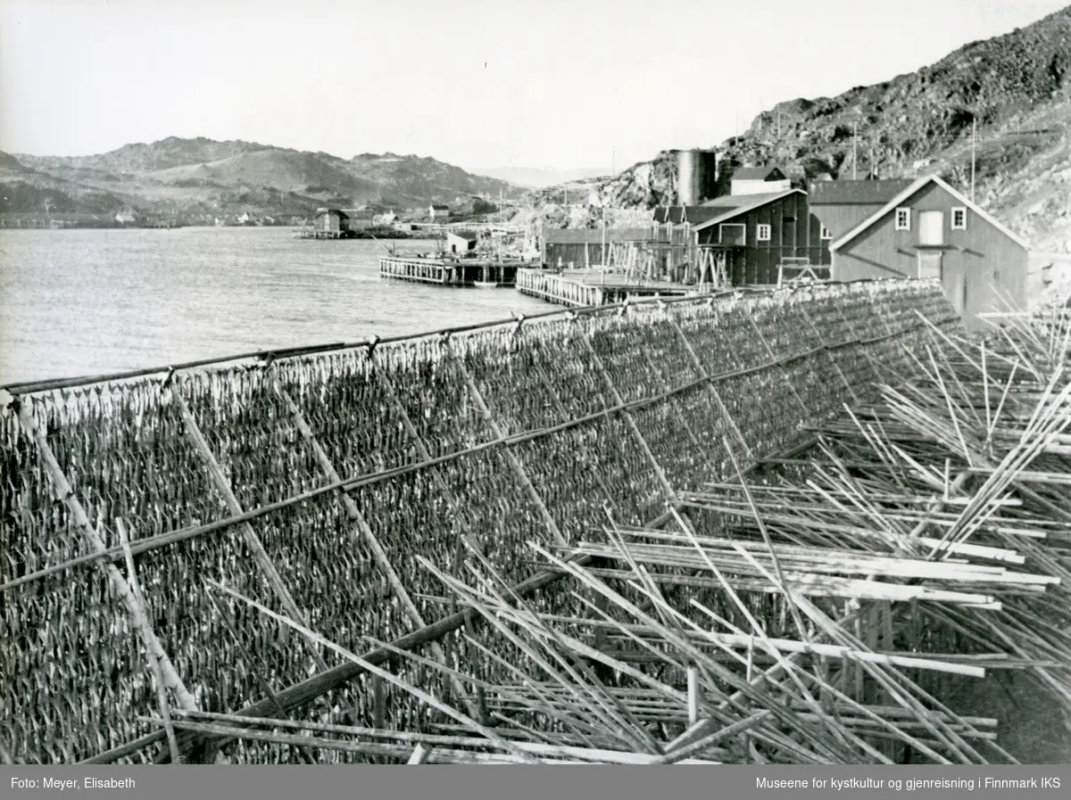 Honningsvåg. Gjektvikbruket med fiskehjeller full av fisk. I bakgrunnen Svanebruket. 1940.