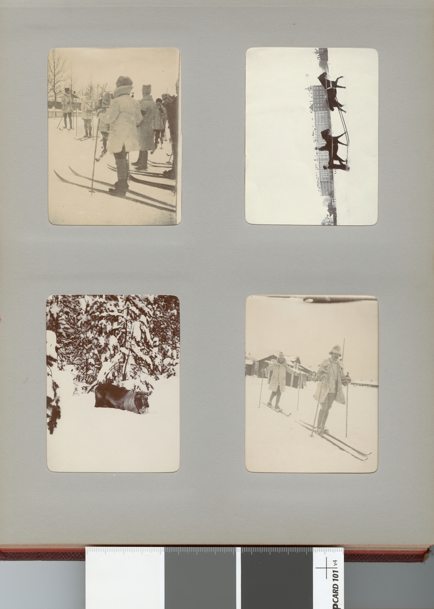 Hästtolkning i snön, Norrbotten omkring 1910.