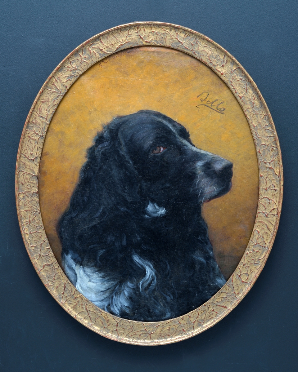 Portrett av hund, trolig kalt Bello.