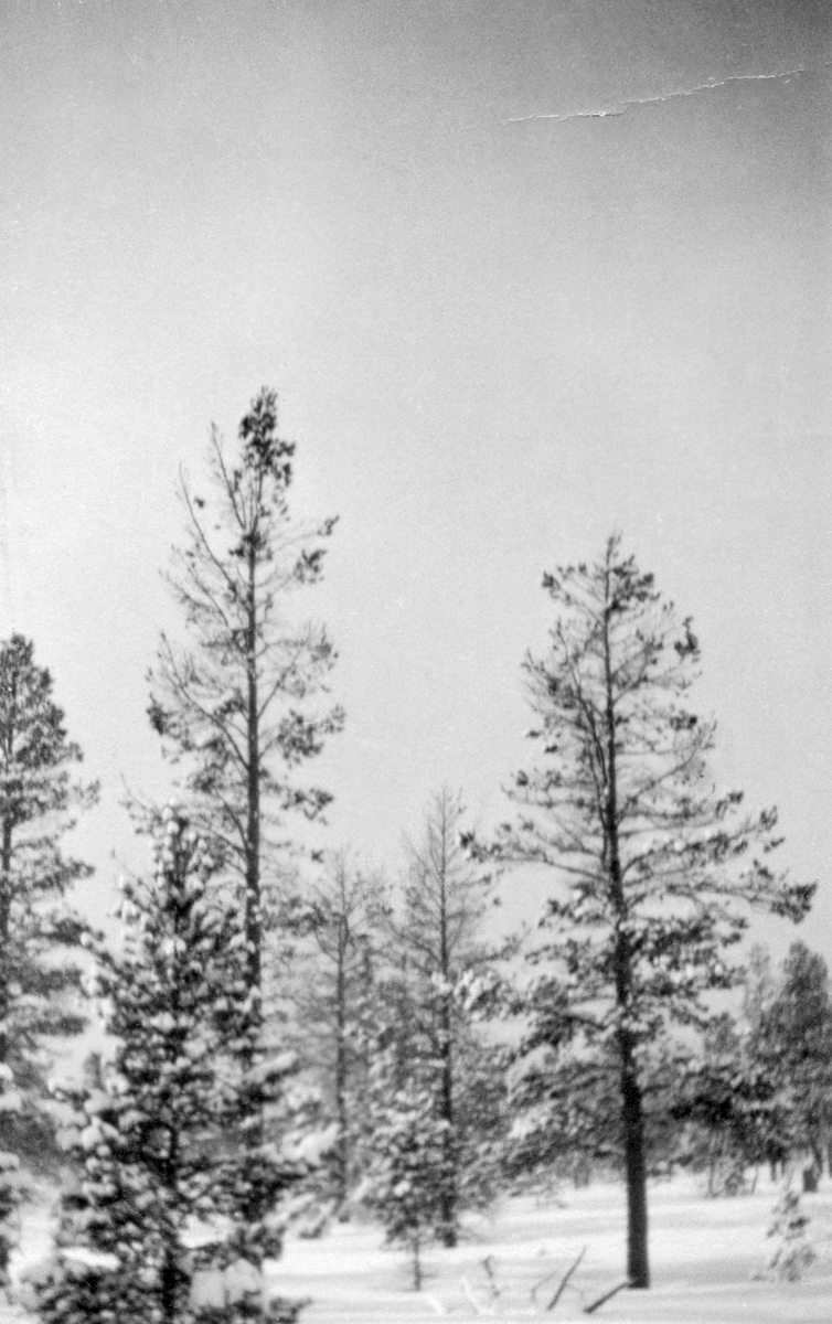 Fra Korgen statsskoger på Helgeland. Fotografiet er tatt mot ei snødekt flate med spredte, forholdsvis store furutrær.  Trærne har lite bar, angivelig på grunn av tiurbeiting.  Bildet skal være fra et sted i nærheten av Stabbforsen, ovenfor Heggedal.