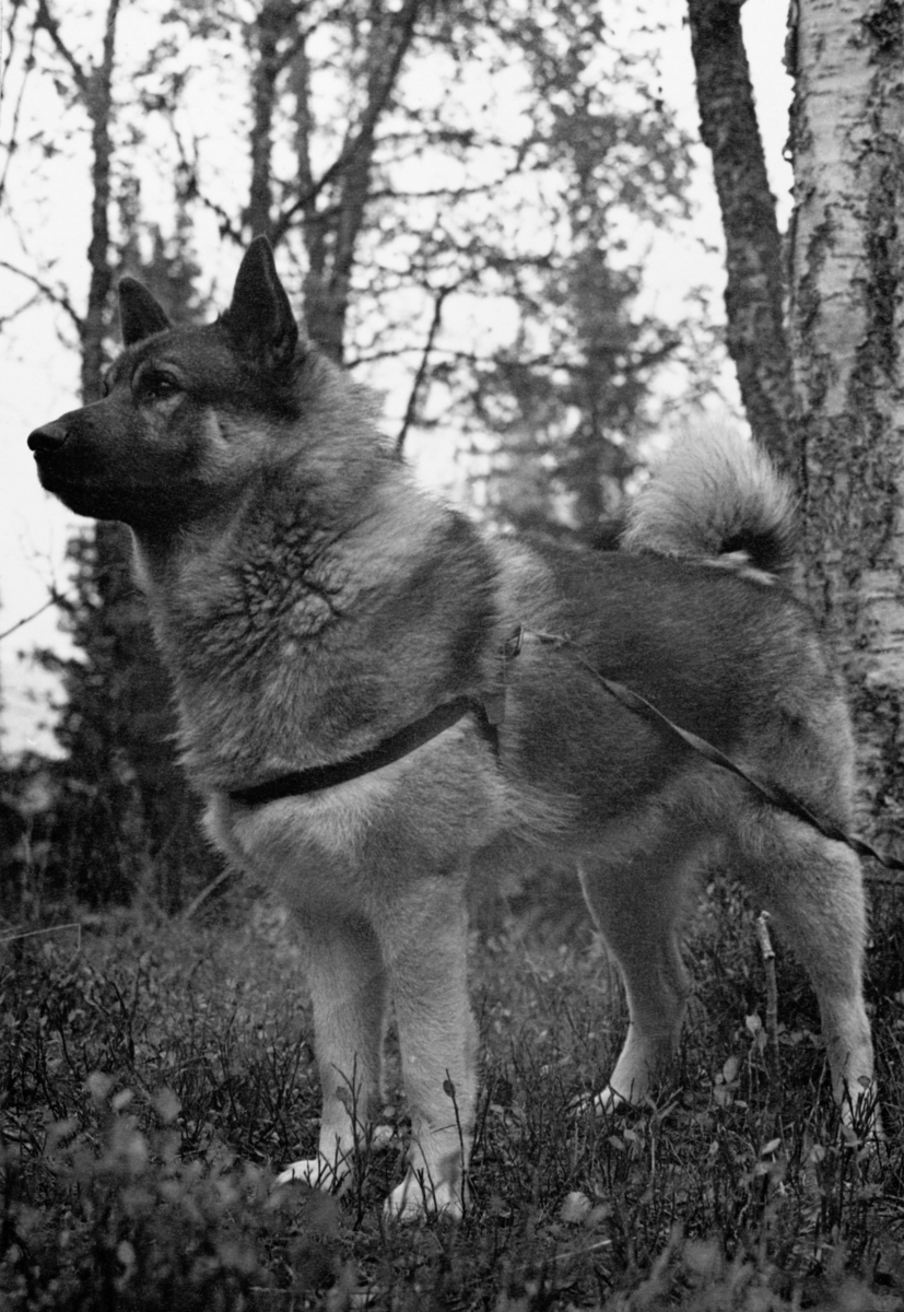 Tore Fossums elghund Tass, fotografert under jakta i traktene ved Rognvola i Stor-Elvdal høsten 1962. Grå elghund er en spisshundrase, som særlig brukes under jakt på storvilt.  Den kalles også bare gråhund.  Rasen er skapt gjennom selektiv avl fra 1800-tallet og framover.  Elghunden er kåret til «Norges nasjonalhund». Hund.