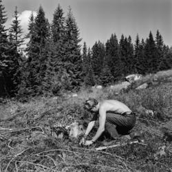 Skogplanting i Elverum i 1968.  Fotografiet viser en ung man