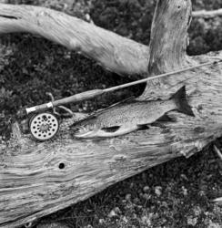 Storørret, fanget på flue i Femundsmarka i 1966.  Fisken er 