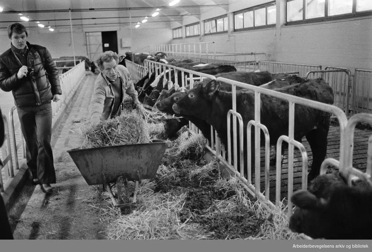 Bygdøy: Kongsgården. Moderne fjøs til Bygdøy Kongsgård. Fjøsmester Gunnar Hjestnes forer kvigene, som er de første dyrene som er flyttet inn i fjøset for 150 dyr. Desember 1977