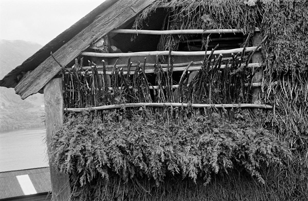Brakekledning av løegavl på Havråtunet på Osterøya i Hordaland fylke.  Fotografiet er tatt mot en del av den nevnte veggen, der man åpenbart var i ferd med å fornye kledningen med greiner av einer (Juniperus communis), på norsk også kalt brisk eller brake.  Arkitekten og antikvaren Halvor Vreim (1984-1966) har beskrevet denne bruken av einerkvist – brake – til veggkledning på en måte som også beskriver og forklarer dette fotografiet: «Utenpå stavene i løeveggene festes horisontalt lange reier, «tresteng» med ca. 20 cm avstand.  Så begynner fletningen av veggen.  Det gjøres ved å stikke briskekvistene nedenfra og oppover, slik at hver kvistlengde blir liggende utenpå to – og innenfor en stang.  Kledningen kom, ved at toppene hang nokså sidt, til å danne tre lag – hvorav to utenpå hver stang.  En reknet den ikke for å være god ellers. Med øks og hammer blev fletningen efter hvert slått godt sammen.  Det var nemlig om å gjøre å få briskenålene til å sitte lengst mulig.  For å oppnå dette måtte kledningen pakkes godt.  Da blev den tett og sterk. …  Riktig utført varer kledningen i 50 til 60 år, altså dobbelt så lenge som almindelig umalt bordkledning gjør i Nordhordland.»  Kledningen skiftet imidlertid farge og karakter etter hvert som nålene tørket og falt av, samtidig som barken løsnet og falt av, mens det etablerte seg en vegetasjon av lavarter på treet.  Brakekledning ble brukt i områder der det var lite barskog, og dermed knapp tilgang på bygningsvirke, slik det var på deler av Vestlandet.  Denne typen kledning ble brukt på opplagshus som gjerne skulle ha den luftinga gisne vegger av einerkvist innebar, men som skulle skjermes noe mot slagregn og vind.
