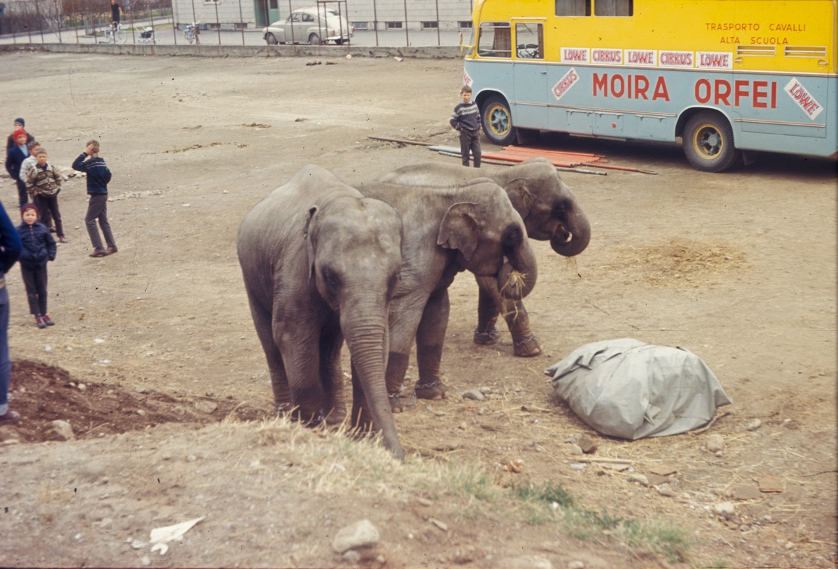 Cirkus Løve med elefantar på besøk i Odda.