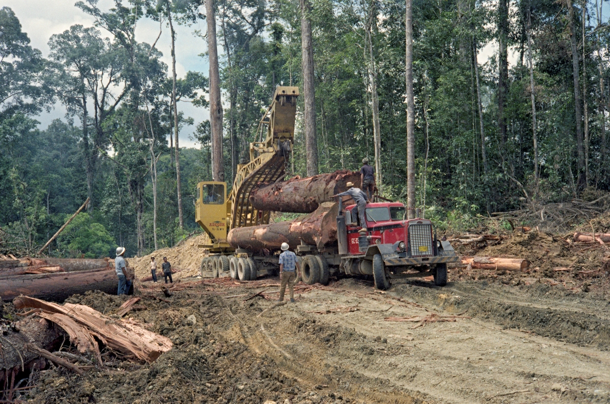 Tropisk skogbruk ved Davao på øya Mindanao på Filippinene i november 1968.  Fotografiet viser ei kran som laster grovt tømmer på en kraftig lastebil.  Sammenlikner en stokken som ble løftet da dette bildet ble tatt med mannen som går ved siden av, er det rimelig å antar at diameteren må ha vært om lag halvannen meter.  Fotografiet er tatt av forstmannen og ingeniøren Ivar Samset.  Han var leder for den driftstekniske avdelingen i Norsk institutt for skogforskning, og reiste verden rundt for å finne løsninger som kunne appliseres til det norske skogbruket.  Både tømmerdimensjonene og maskinparken i industriskogbruket på denne øystaten var naturligvis imponerende i forhold til det traktorbaserte gardsskogbruket i norske gran- og furuskoger.

Litt informasjon om skogbruket på Filippinene finnes under fanen «Opplysninger».