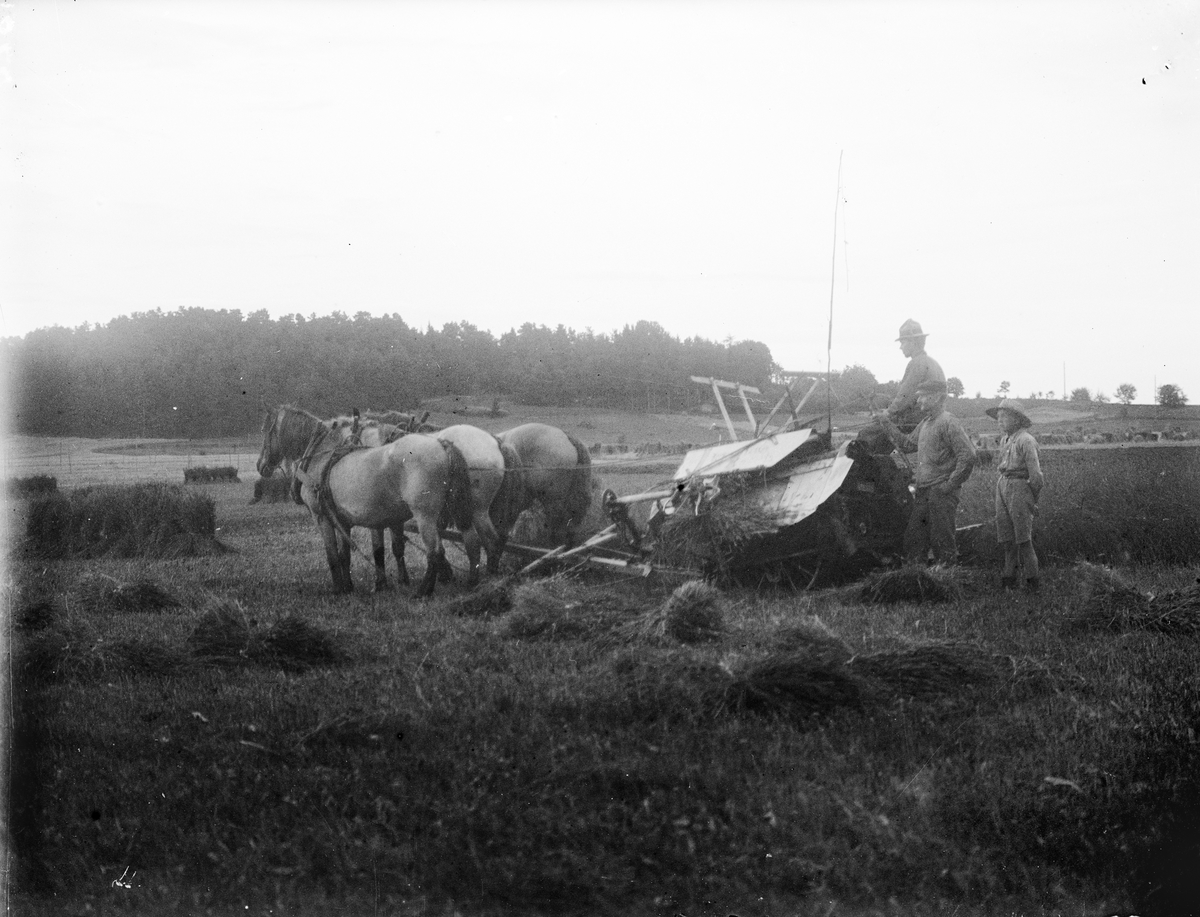 Gunnar Telenius och två andra personer vid hästdraget jordbruksredskap, Sävasta, Altuna socken, Uppland 1925