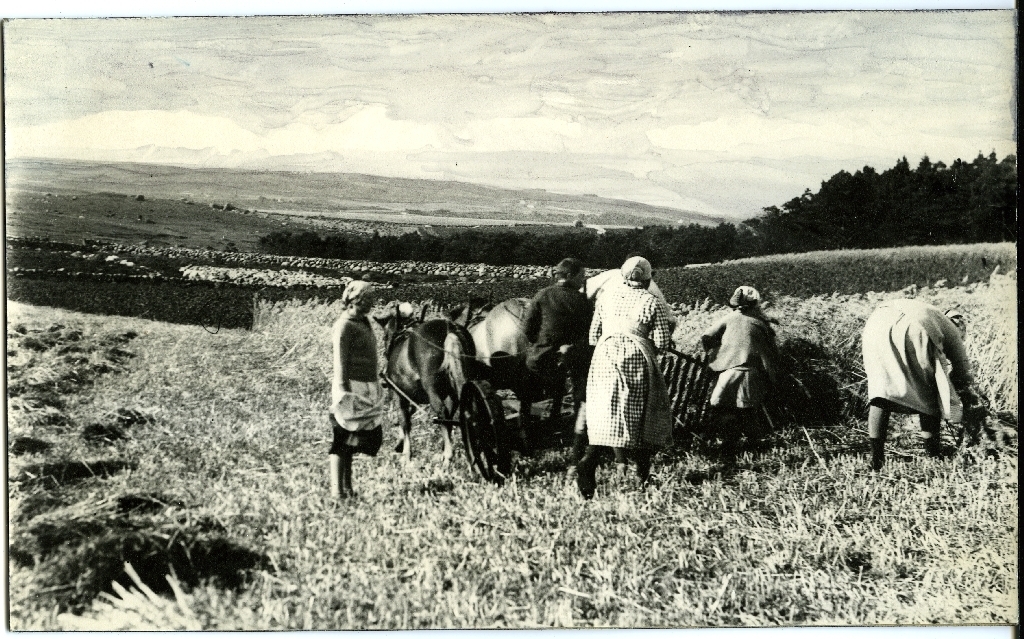 Kornskurd med slåmaskin og meia-apparat på Hønsabærhaugen, Frøylandsvatnet i bakgrunnen. Gunnar Norheim (31.1.1917 - 6.7.1994) kjører hestane - elles var det kvinnfolkarbeid å knyta kornband.