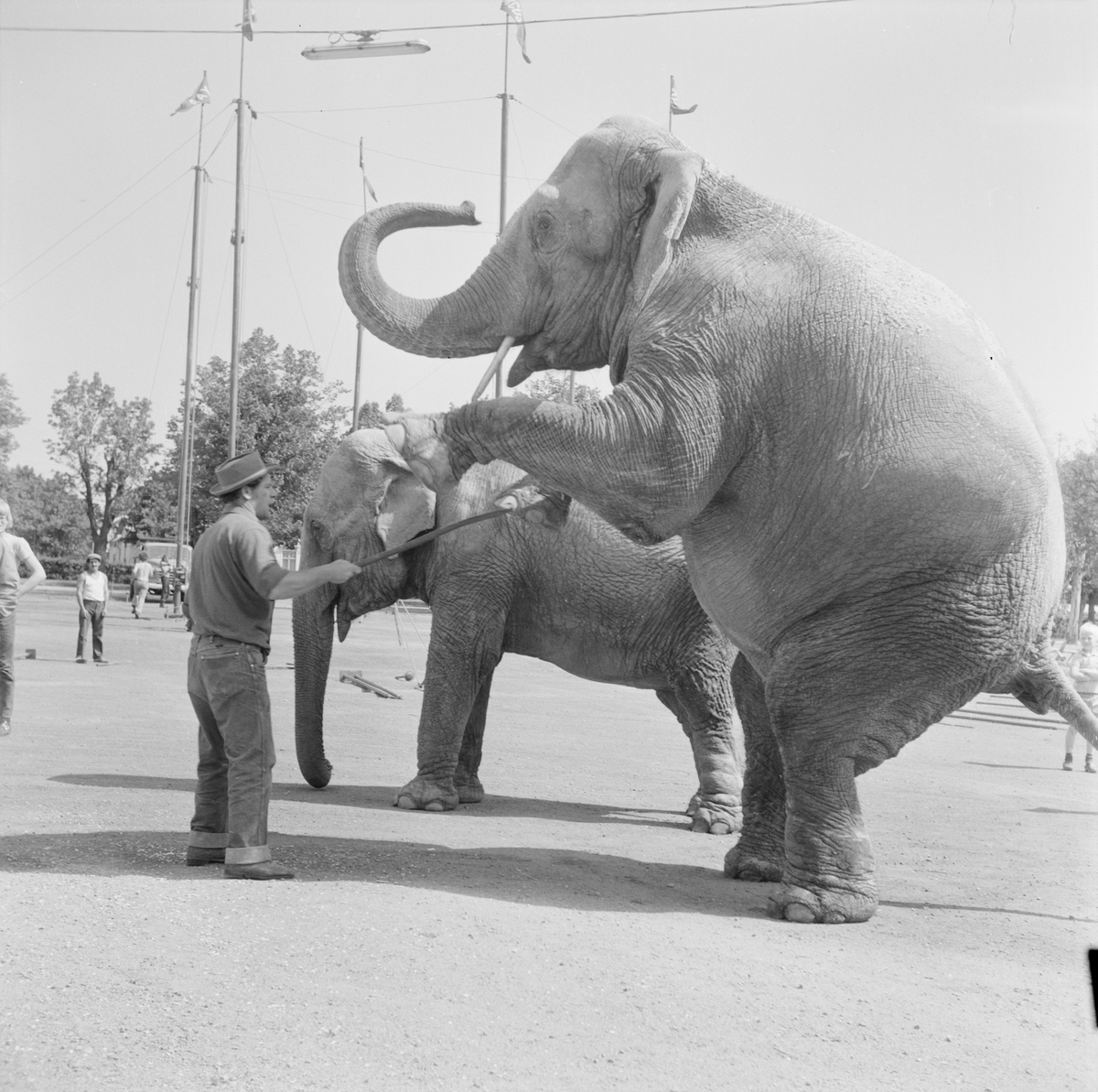 Cirkus Ray Miller i Tierp, Uppland, juli 1971