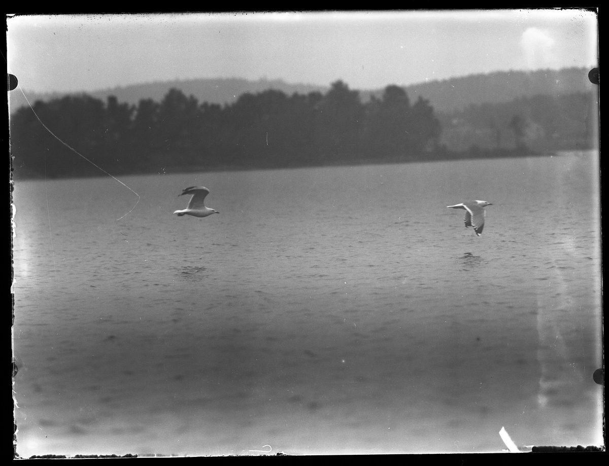 Två måsar flyger över en sjö.