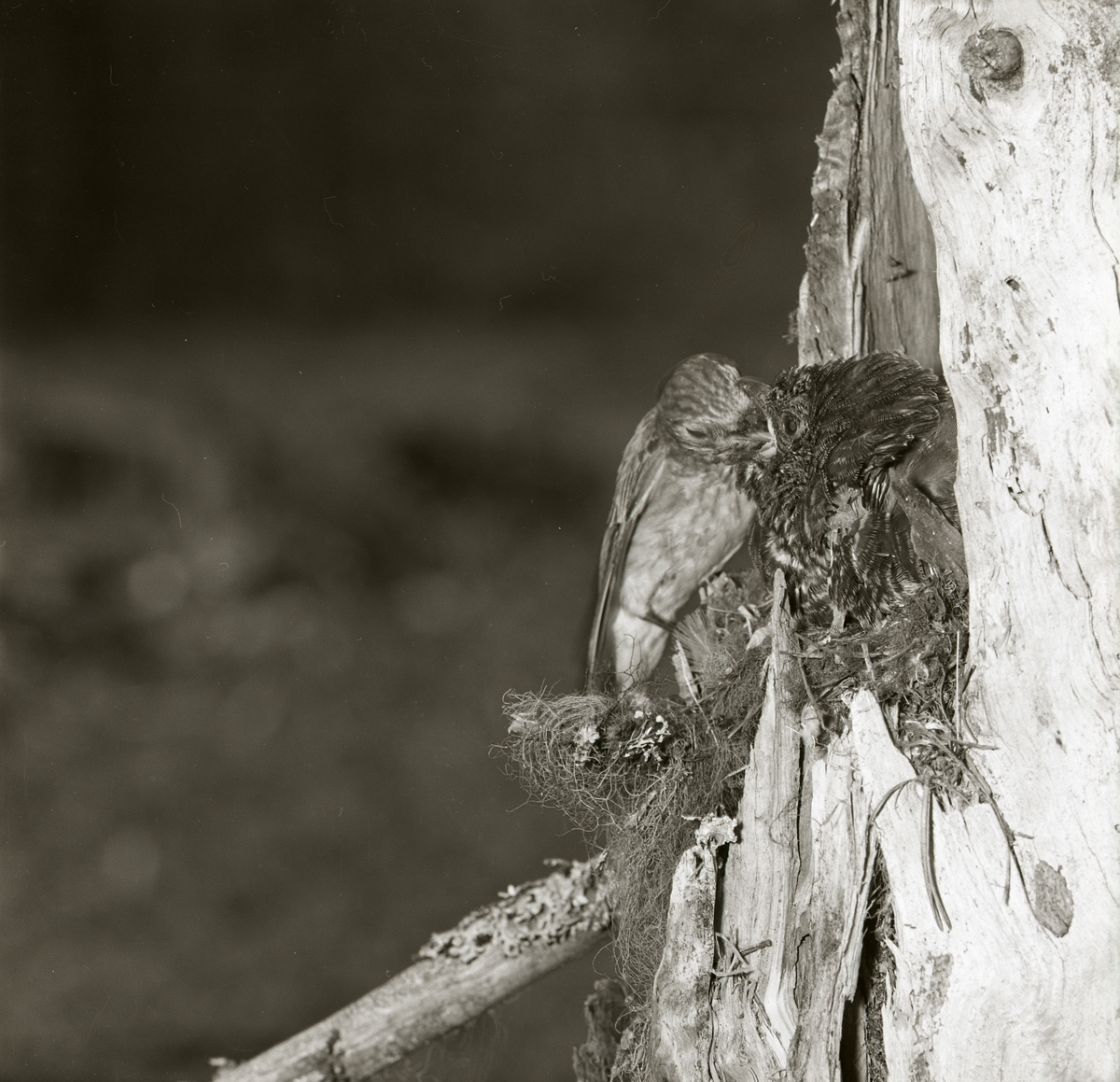 En fågelhona matar en gökunge som bor i en trädstam 1961.