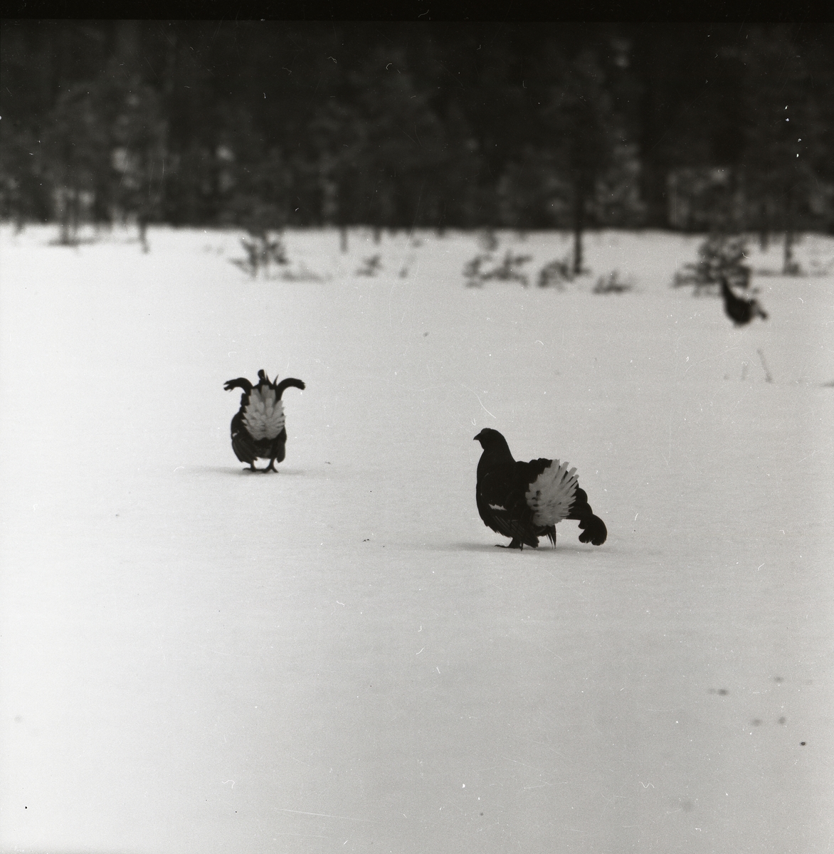 Spelande orrar vid en skog den 13 april 1955.