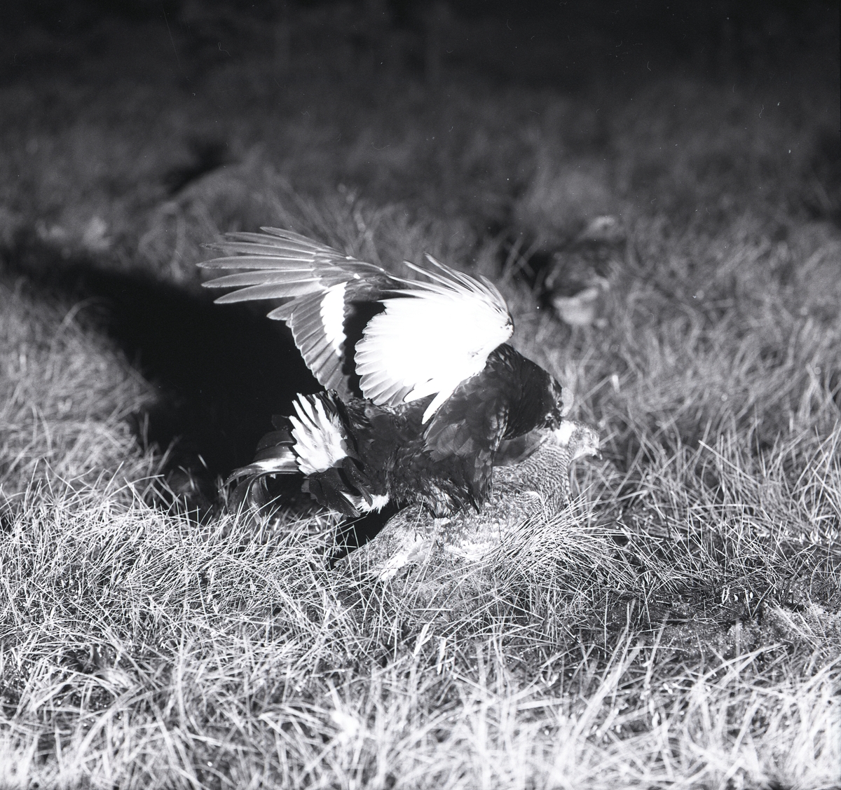 En orrtupp försöker para sig med en uppstoppad orrhöna i gräset, maj 1962.