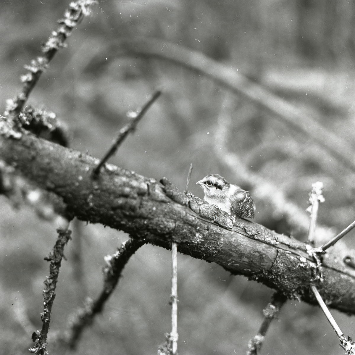 Fågelunge av Järpe sitter på en torr gren med kvistar 23 juni 1957.