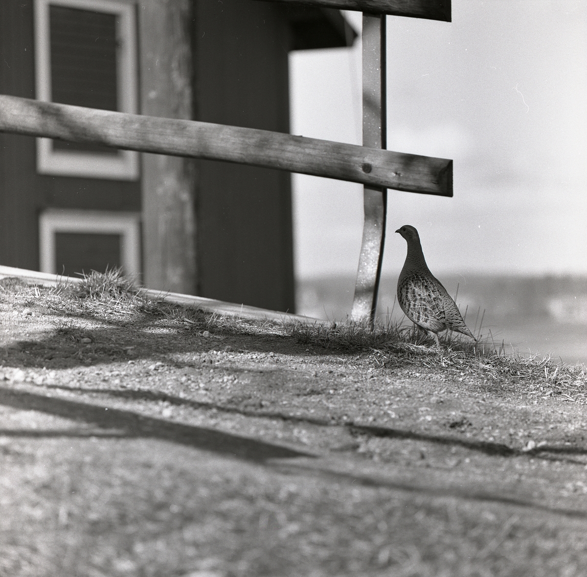 Rapphöna på marken vid en byggnad och ett staket, Utegår´n 9 maj 1960.