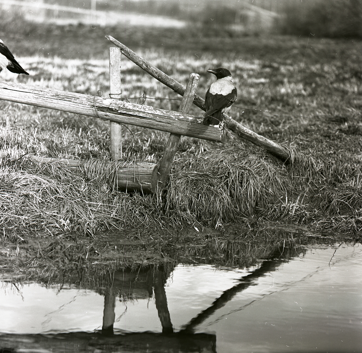 En kråka sitter på en staketände vid en å, våren 1961.