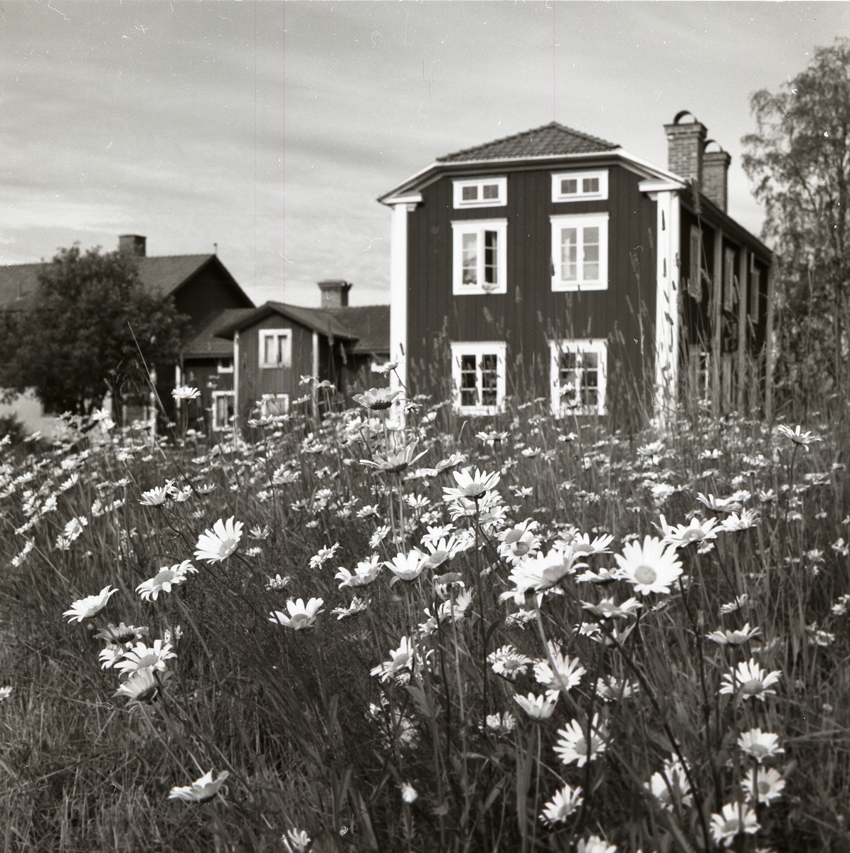 Ett fält av blommande prästkragar fyller förgrunden medan bakgrunden upptas av gården Sunnanåker, 1970.
