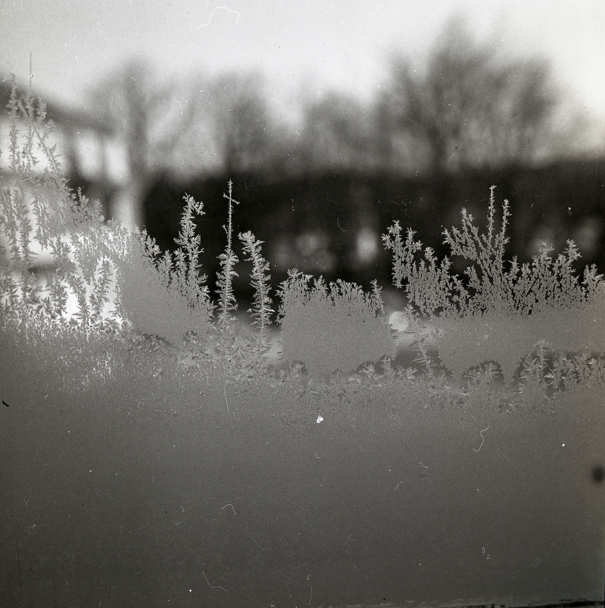Fönster med rimfrostdetaljer, vintern 1966. Utanför skymtar en byggnad och träd.