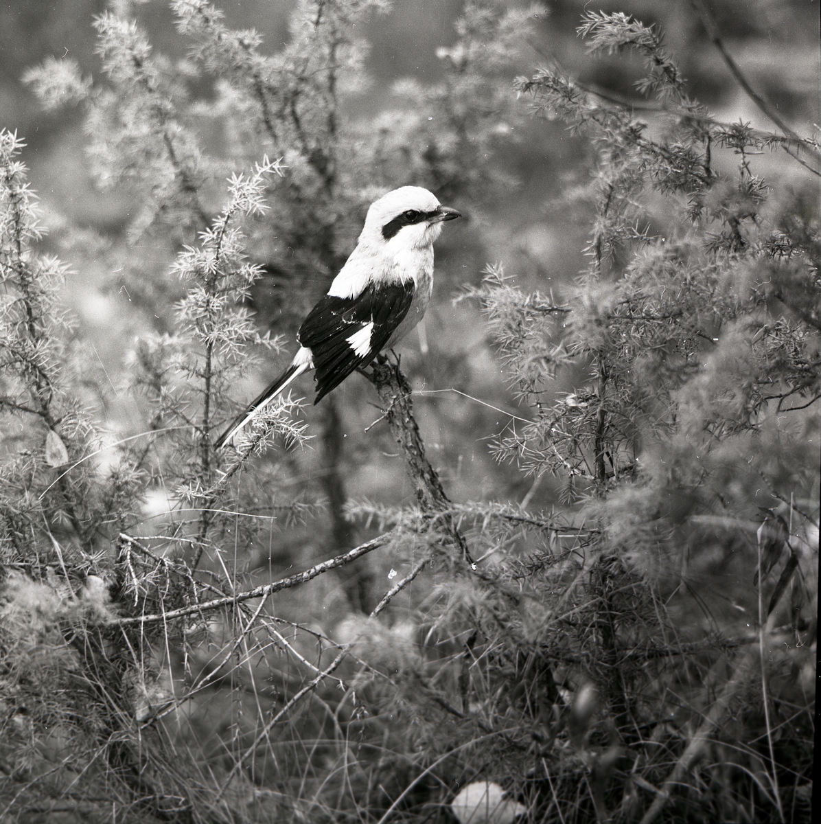En varfågel sitter på en kvist i en buske under hösten 1968.