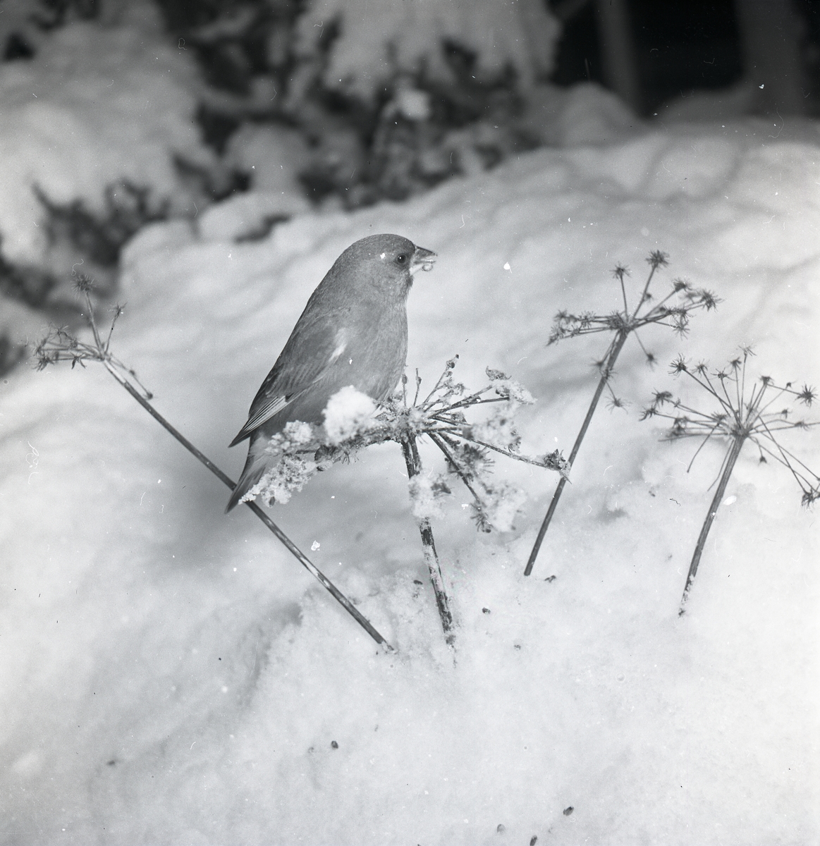 En grönfink sitter i snön intill en växt, 1951.