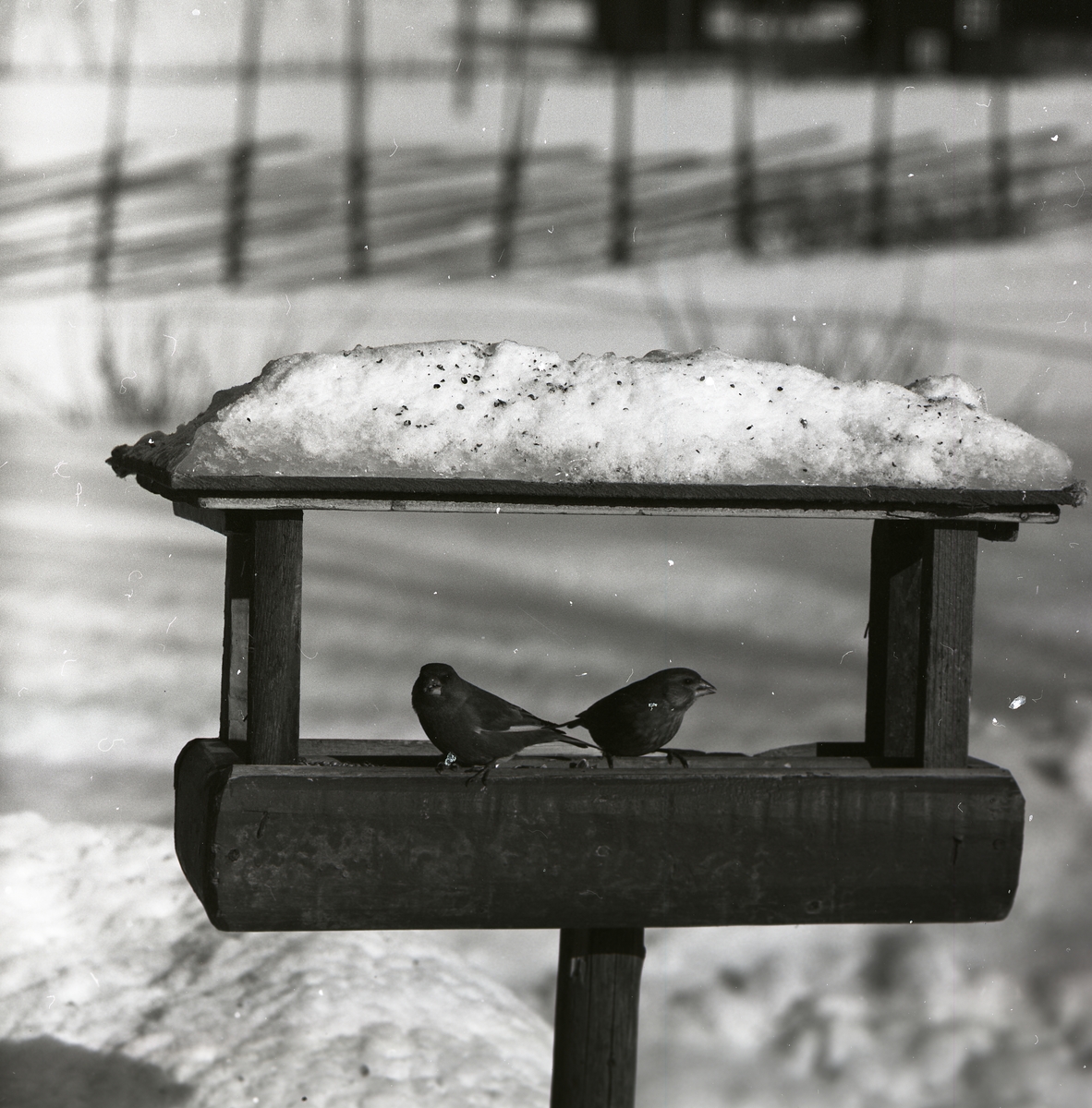Två grönfikar sitter på ett snötäckt fågelbord i mars 1965.