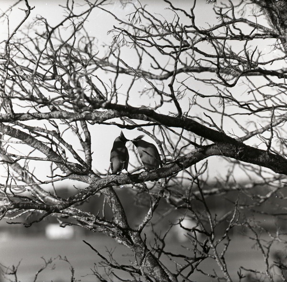 Två sidensvansar som kelar i ett träd, 1957.