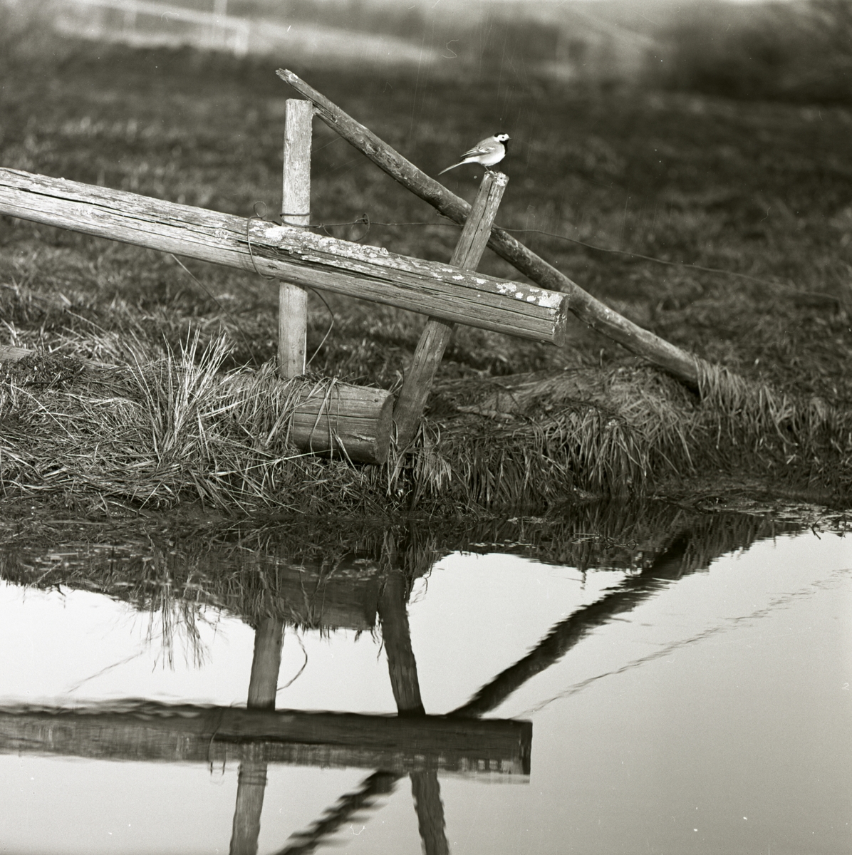 En sädesärla sitter på en stolpe intill ett vattendrag, våren 1961.