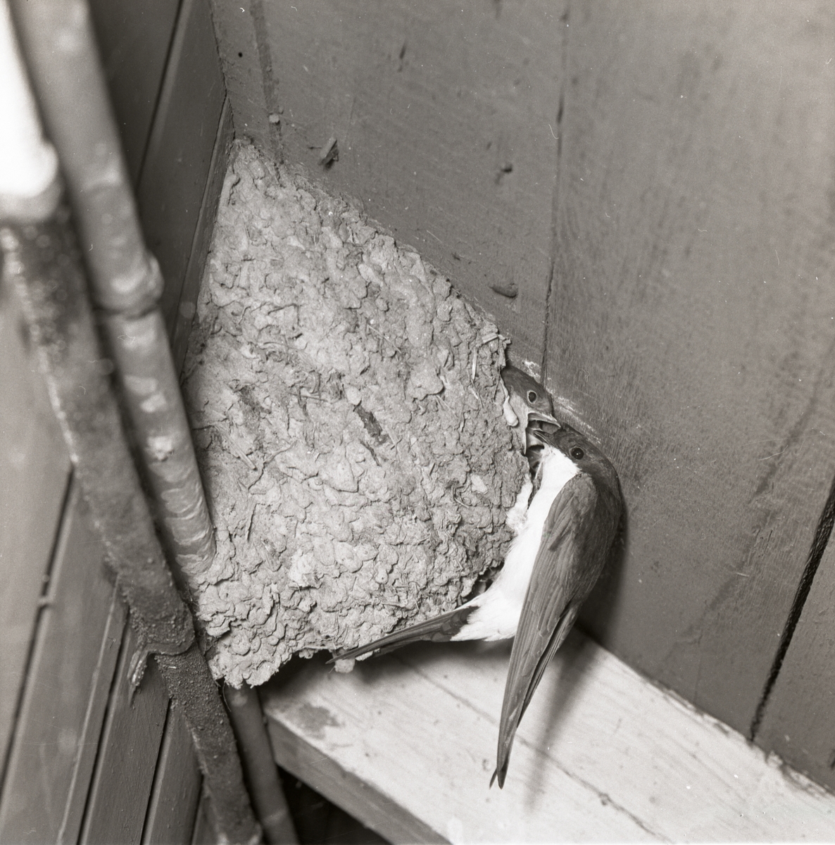 En ladusvala matar sina ungar vilka ligger i boet, 1959.