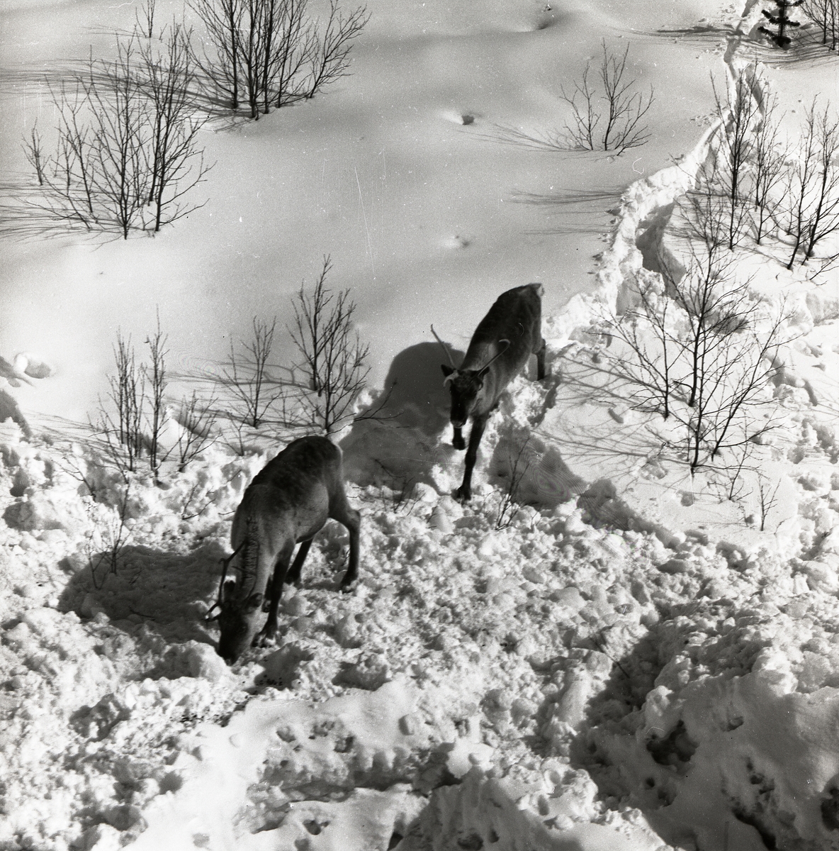 Renar på vandring i Kiruna, 22 april 1958.