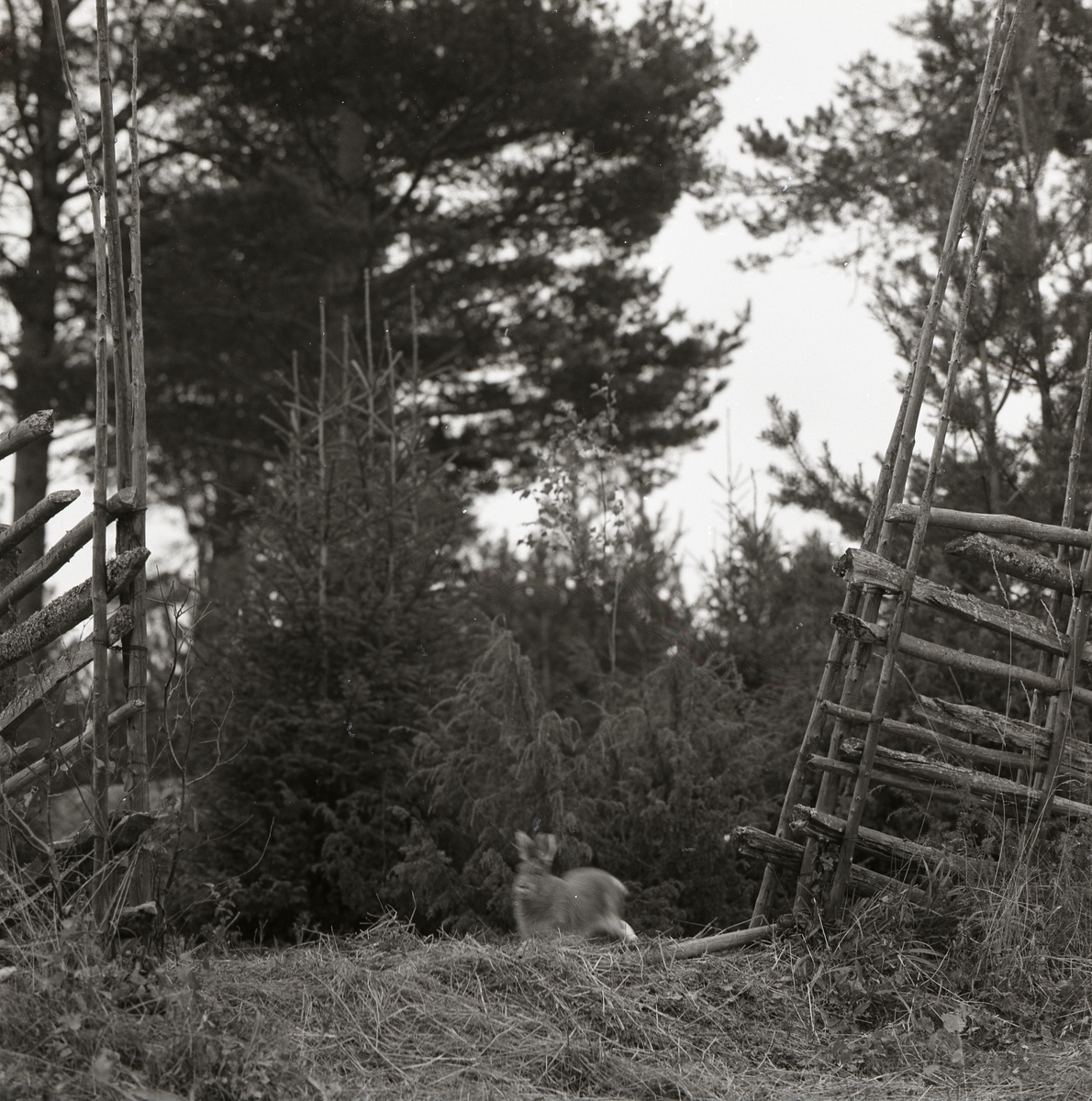 En hare skuttar genom en gärdesgårdsöppning på Storön, 6 oktober 1957.
