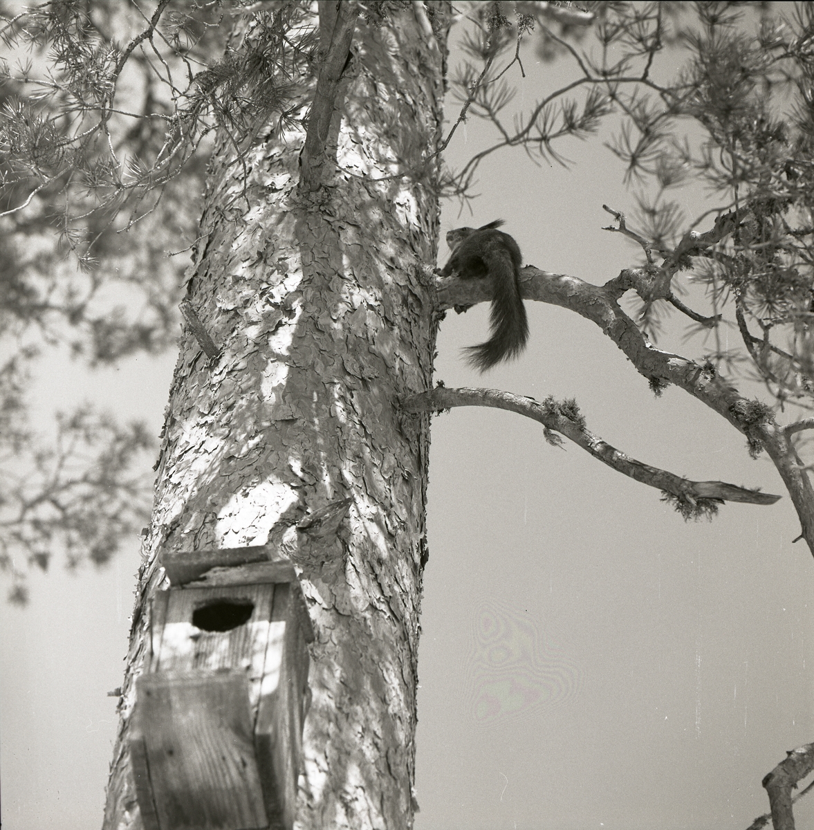 En ekorre sitter på en gren i ett träd och nedanför ekorren är en fågelholk placerad på trädstammen, 1960.