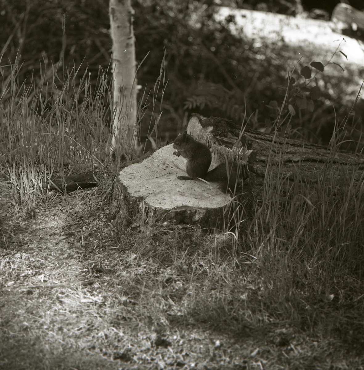 En ekorre sitter på en stubbe i gräset, våren 1961.