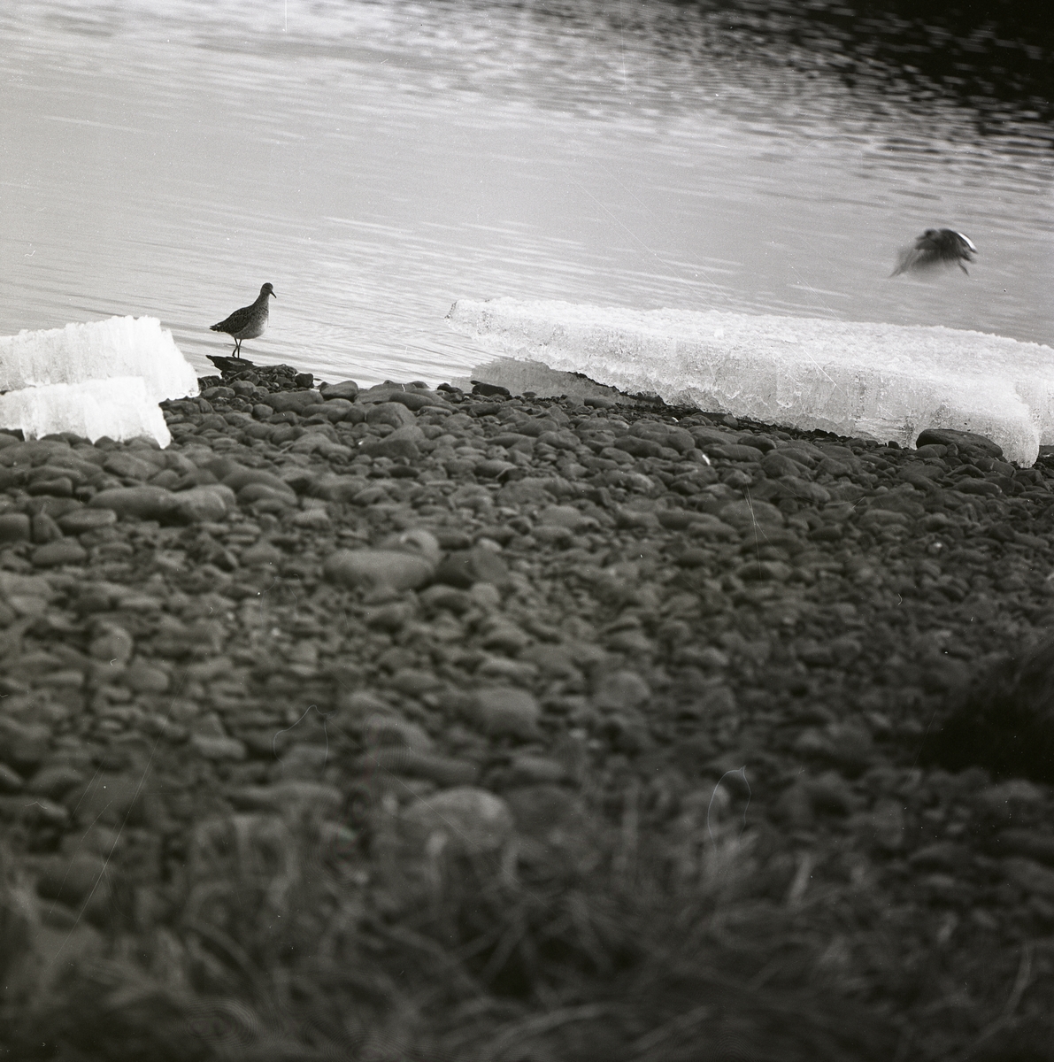 En stående och en flygande brushane intill ett vattendrag, 21 maj 1969.