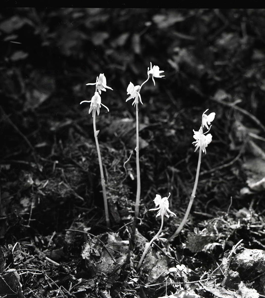 Den sällsynta orkidéen Skogsfrun ute i skogen, Lindefallet  5 augusti 1956.