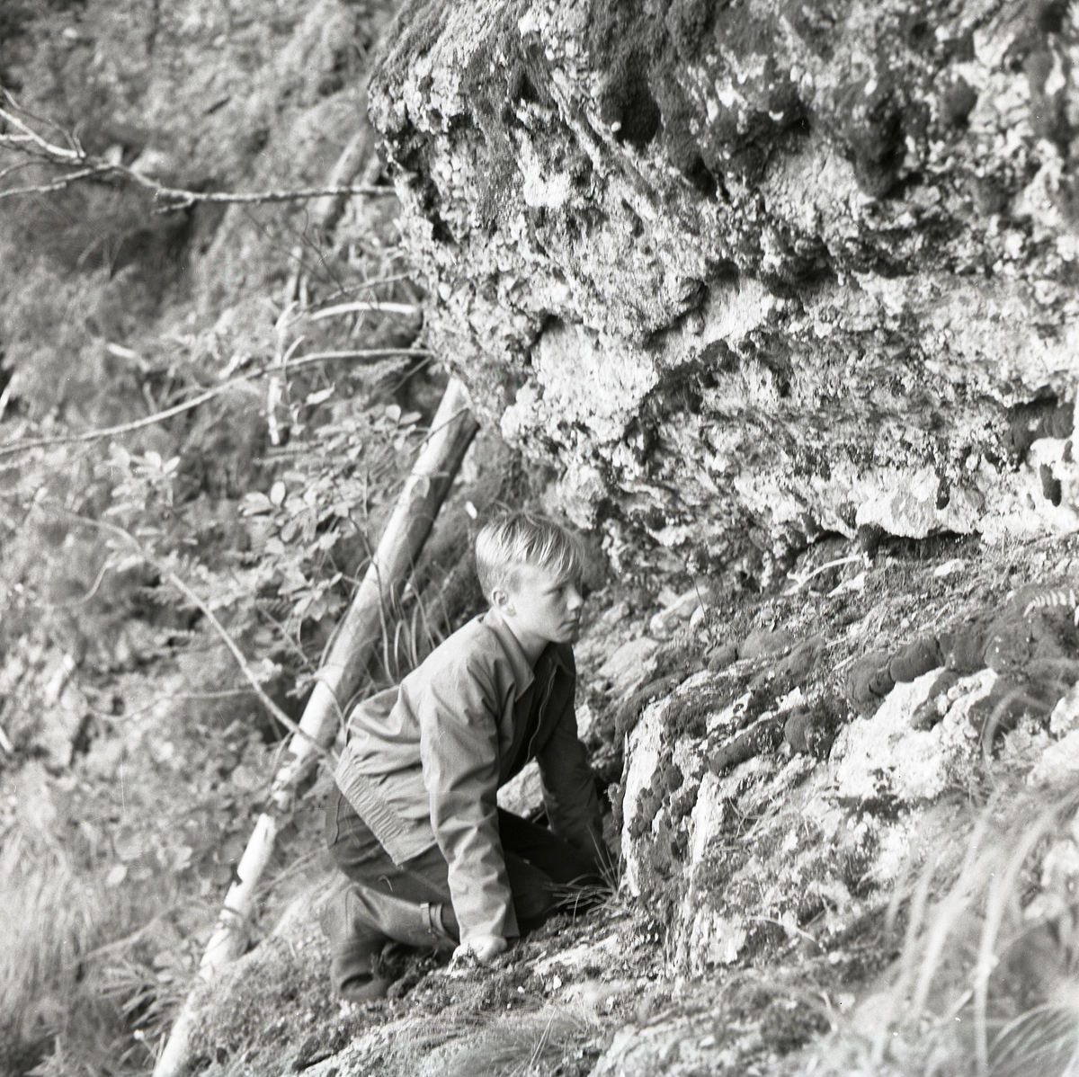 En pojke tittar på växterna Fjällnejlika och Fjällbräcka som växer på Bolleberget, Bollnäs 6 juli 1957.