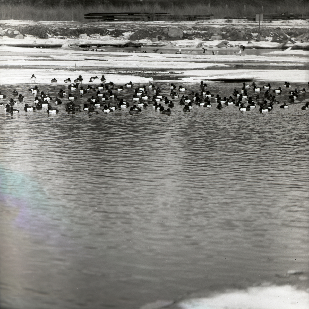 En stor flock viggar och sothöns är samlad på öppet vatten utanför Västervik, mars 1963.