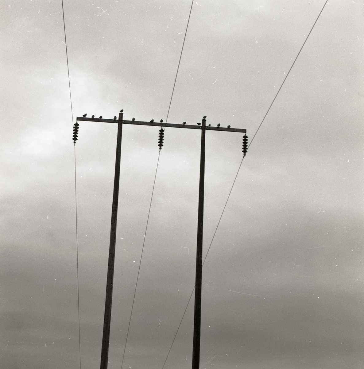 En flock kråkor sitter högst uppe på en elstolpe, 1972.