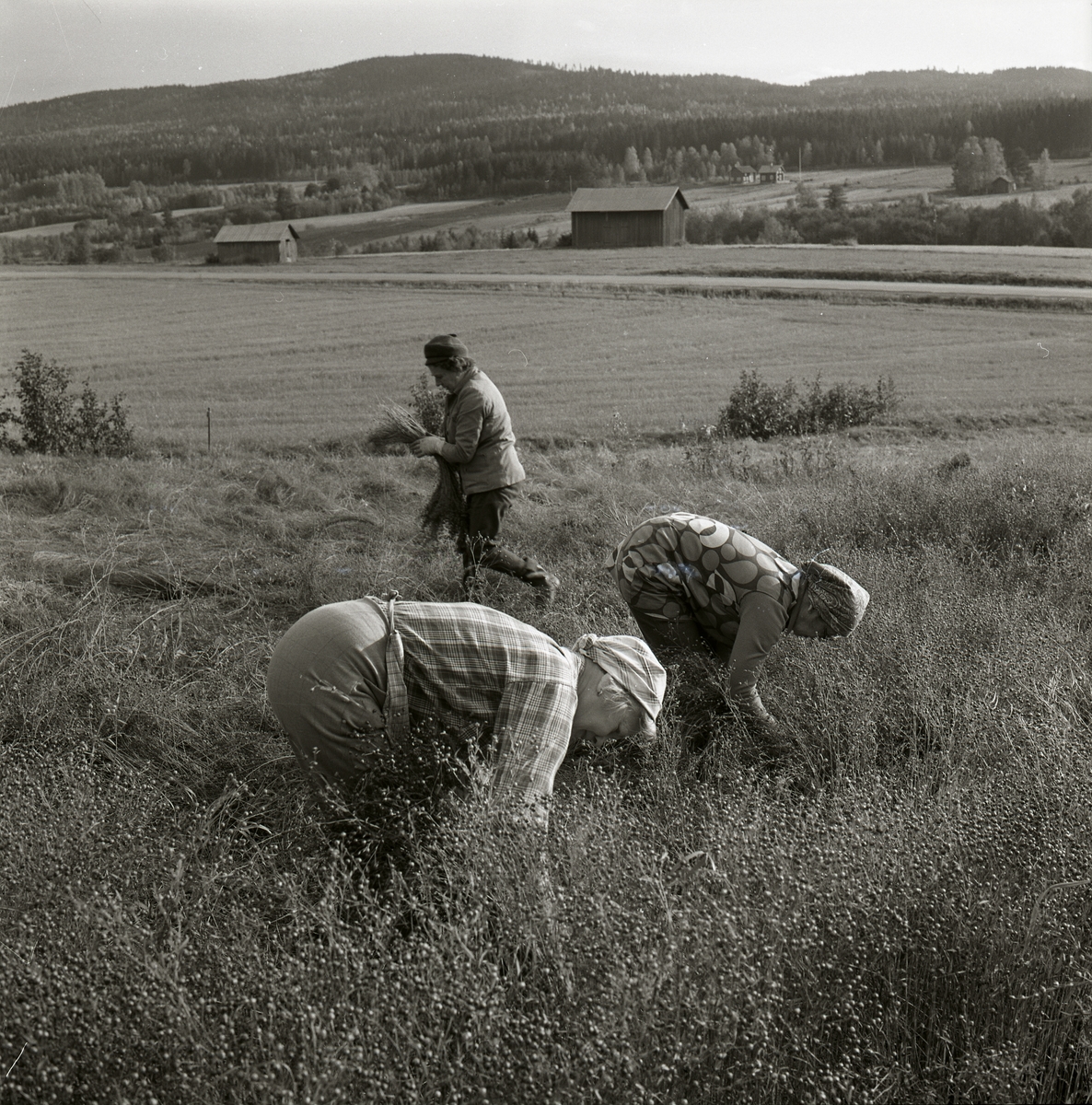 Tre kvinnor med hucklen på huvudena går på ett fält och river lin. I bakgrunden syns fält, buskage, vägar, lador, hus, träd, berg och himmel, 1974.