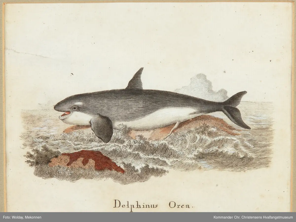 Hval "Delphinus Orca".