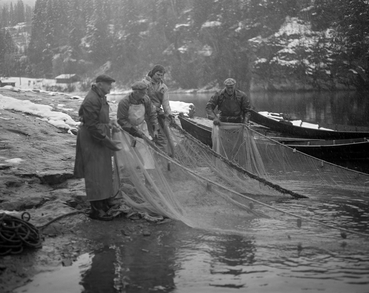 Lågåsildfiske ved Lortvarpet i Fåberg i Oppland høsten 1976.  Fotografiet viser fire fiskere som samarbeidet om å dra ei lågåsildnot mot land.  I bakgrunnen ser vi to åfløyer, en flatbotnet båttype som var markant kuvet i lengderetningen og ble mye brukt i den nedre delen av Gudbrandsdalslågen.  Nota var et bundet innstengingsredskap som her ble rodd ut i ei bue fra en av de nevnte båtene.  Den hadde kraftig tauverk øverst og nederst, henholdsvis «flætennol» og «søkketennol», som var utstyrt med henholdsvis flyteelementer og søkker.  Dermed ble det finmaskete garnet – «bundingen» - stående som en vegg i vannmassene.  Når de fire fiskerne begynte å dra nota mot land igjen ved hjelp av to endetau, var lågåsilda som hadde befunnet seg innenfor kastesona innestengt, og kunne tvinges varsomt inn mot land, der den ble samlet i en sentral del av bundingen og overført til de rektangulære, flytende nettingrammer som fløt i strandsona (jfr. SJF.1988-00250 - SJF.1988-00252).  Der fikk silda gå levende inntil det passet fiskerne å ta den på land for ganing.  Til tross for det stille vannspeilet ved Lortvarpet, skal det har vært såpass strøm i elva her at notkastene måtte gjøres forholdsvis raskt.