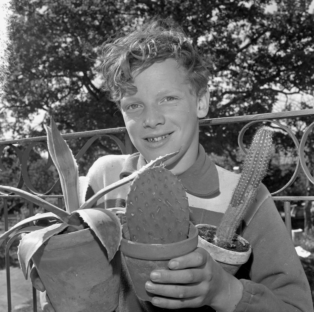 Kaktuskille i Hidingebro.
18 juni 1957.