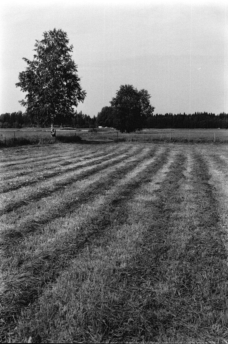 Lantbrukare Bertil Widblad slår hö med en rotorslåttermaskin, Mossbo, Tierps socken, Uppland juni 1981
