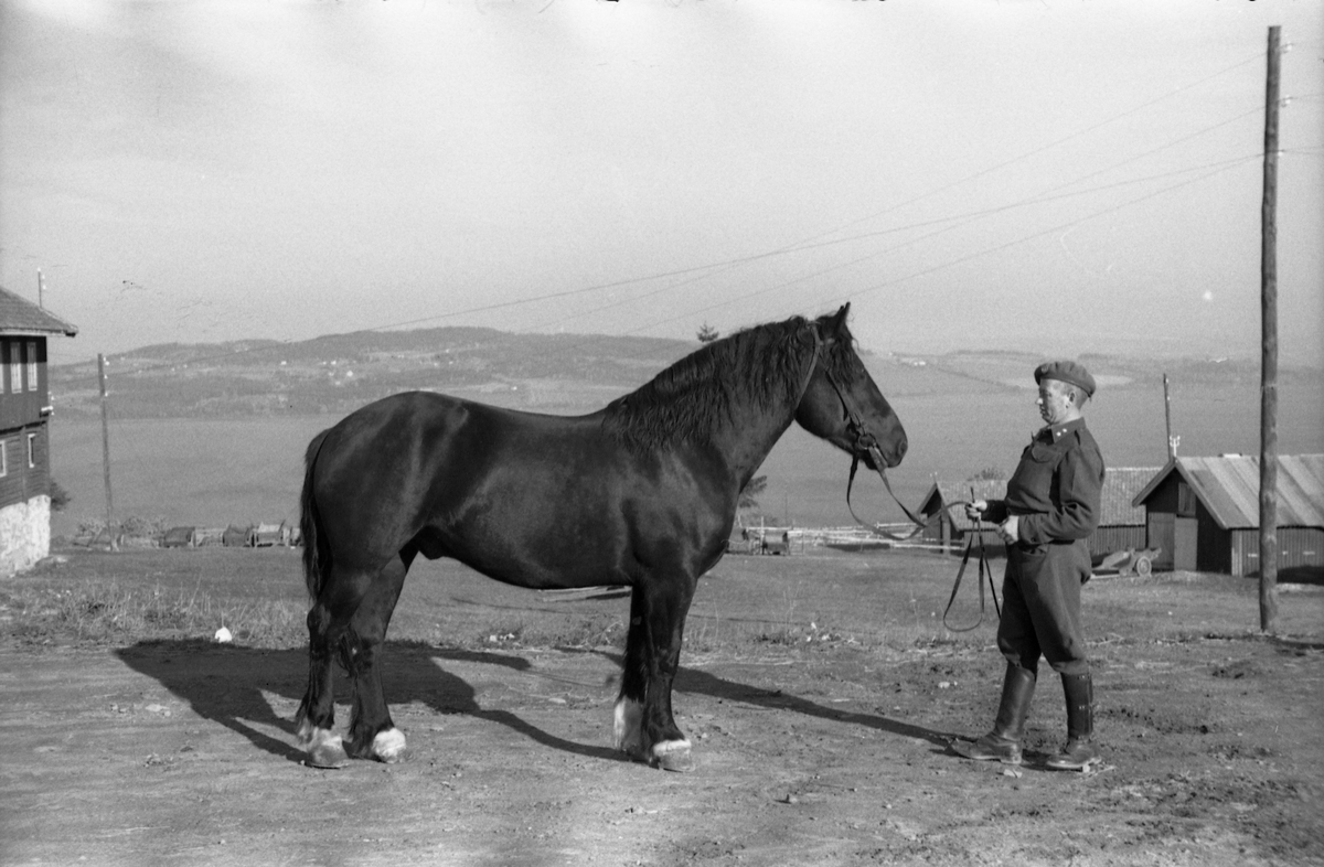 Løytnant Ottar Markeng mønstrer hest ved Hærens Hesteskole på Starum. Fem bilder.