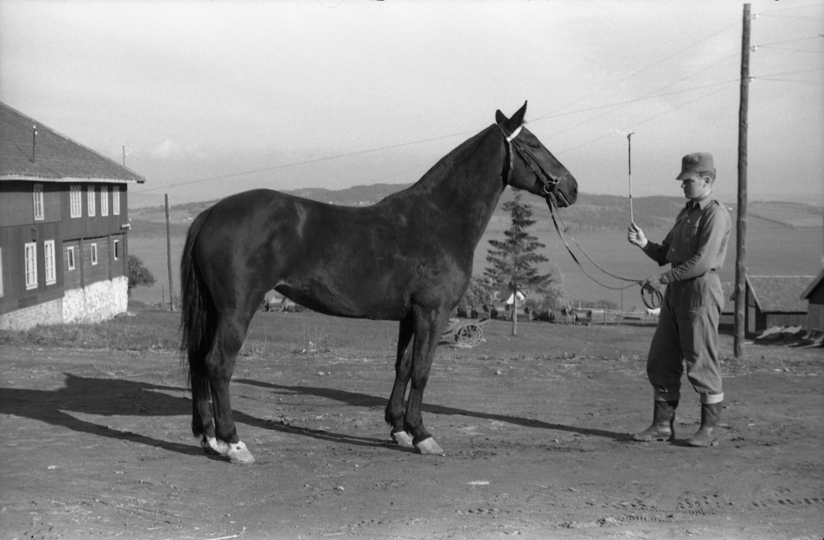 Mønstring av hest ved Hærens Hesteskole på Starum. Fem bilder. Soldaten på bildene er ikke identifisert.