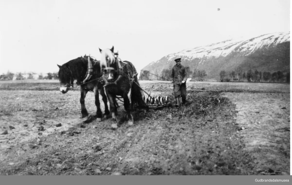 Olav Agneberg (f. 1921) horvar med 2 hestar på Soglo