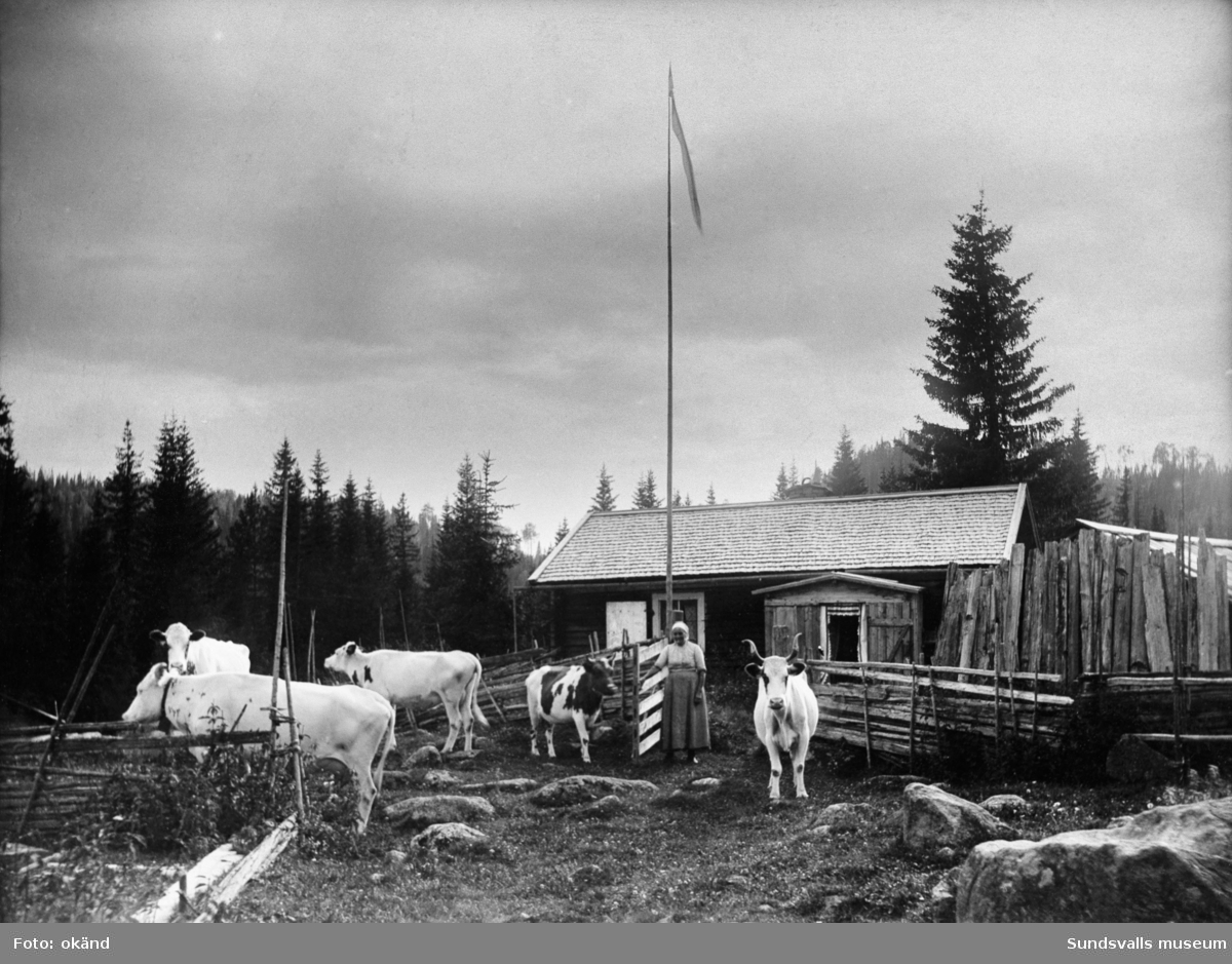 Kor och vallpiga på Jonsbo fäbodvall (Tuna eller Attmar), 1918.