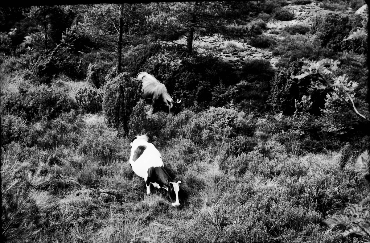 Kor på bete i skogen, sedda från ovan.